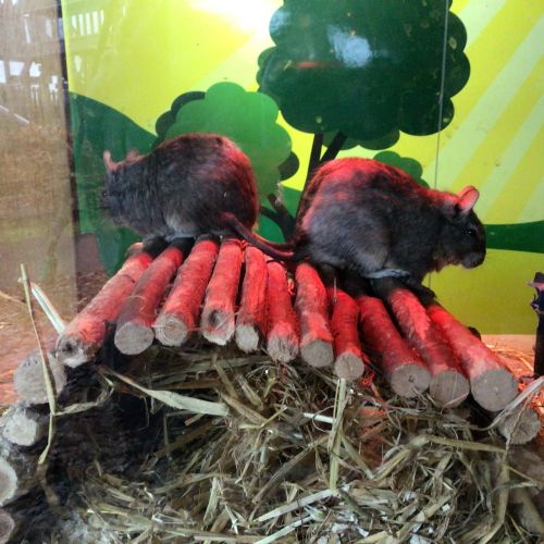 Chobham Adventure Farm